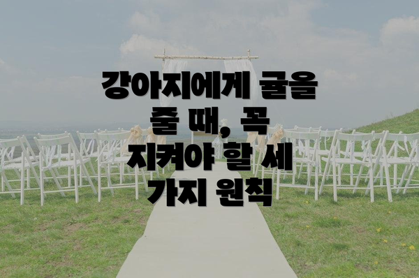 강아지에게 귤을 줄 때, 꼭 지켜야 할 세 가지 원칙